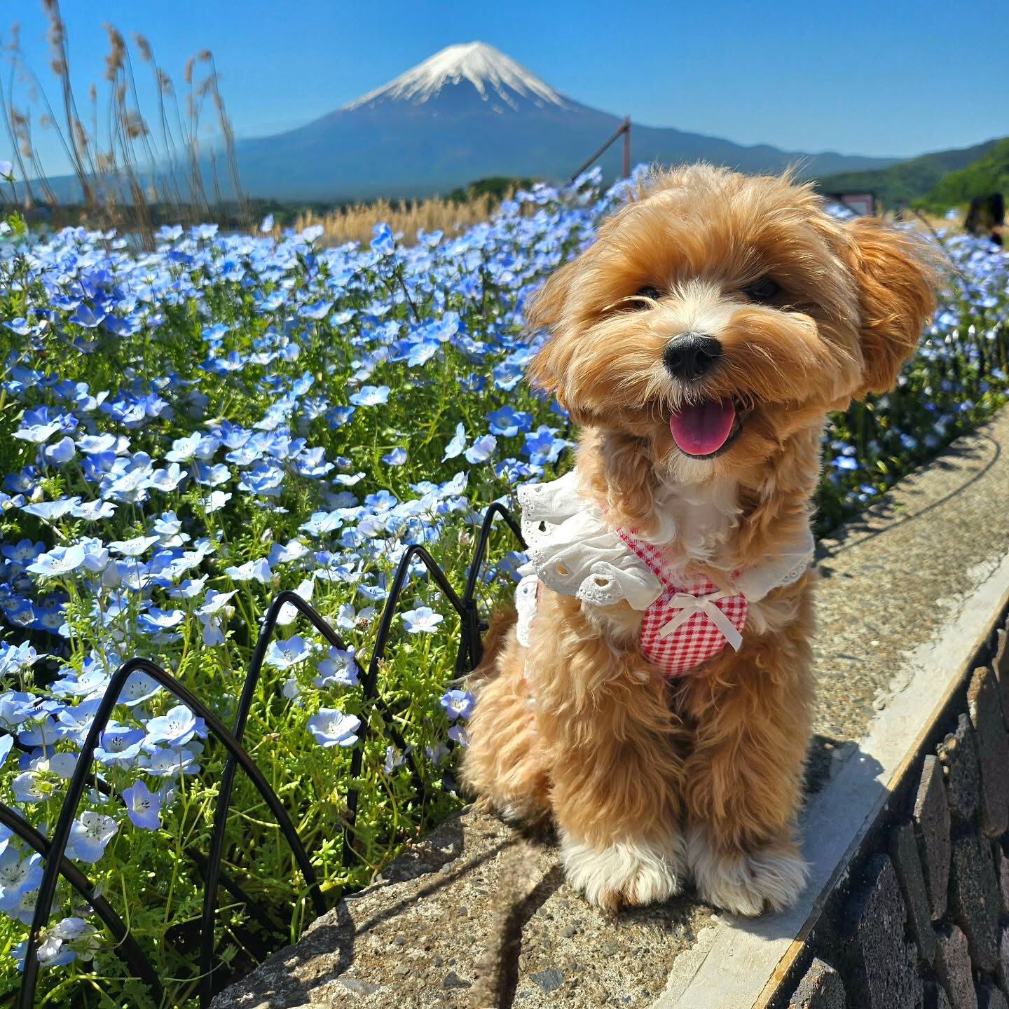先日、もに🐶を連れて、朝イチで富士山の麓まで行ってきました🗻