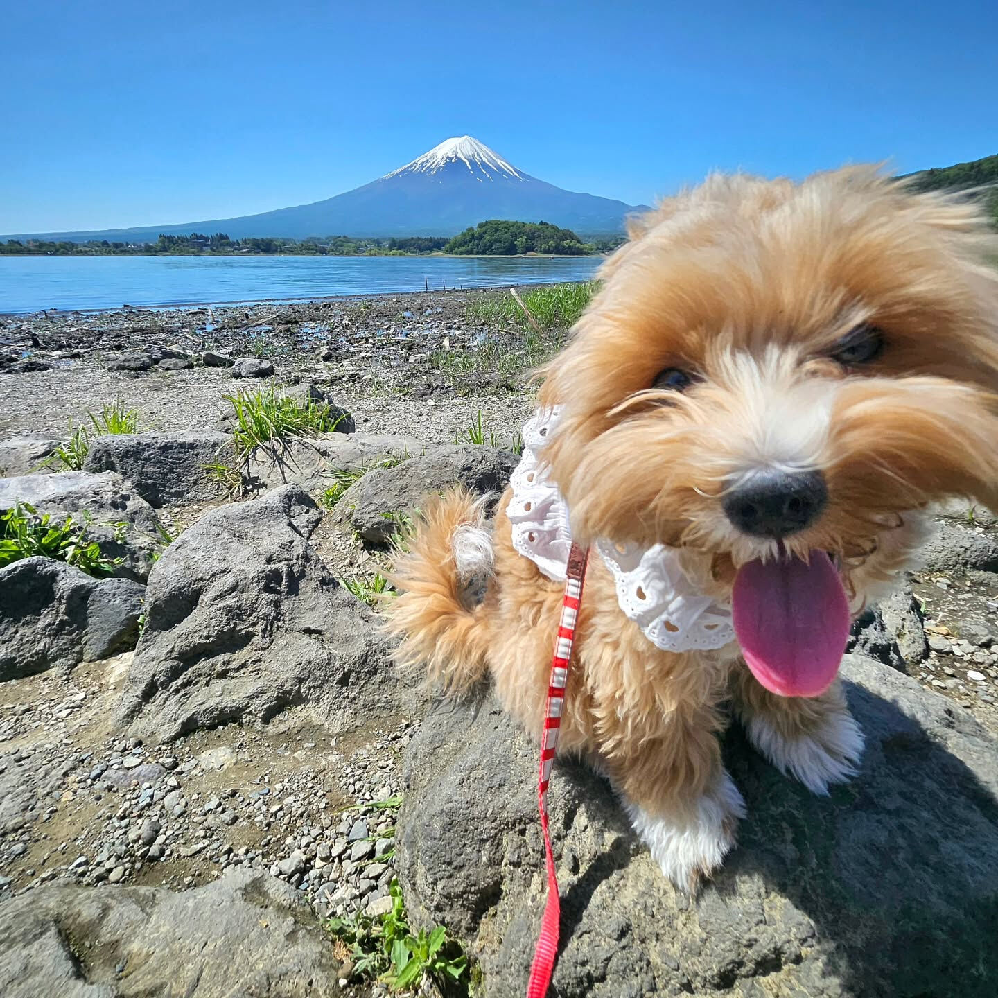 先日、もに🐶を連れて、朝イチで富士山の麓まで行ってきました🗻