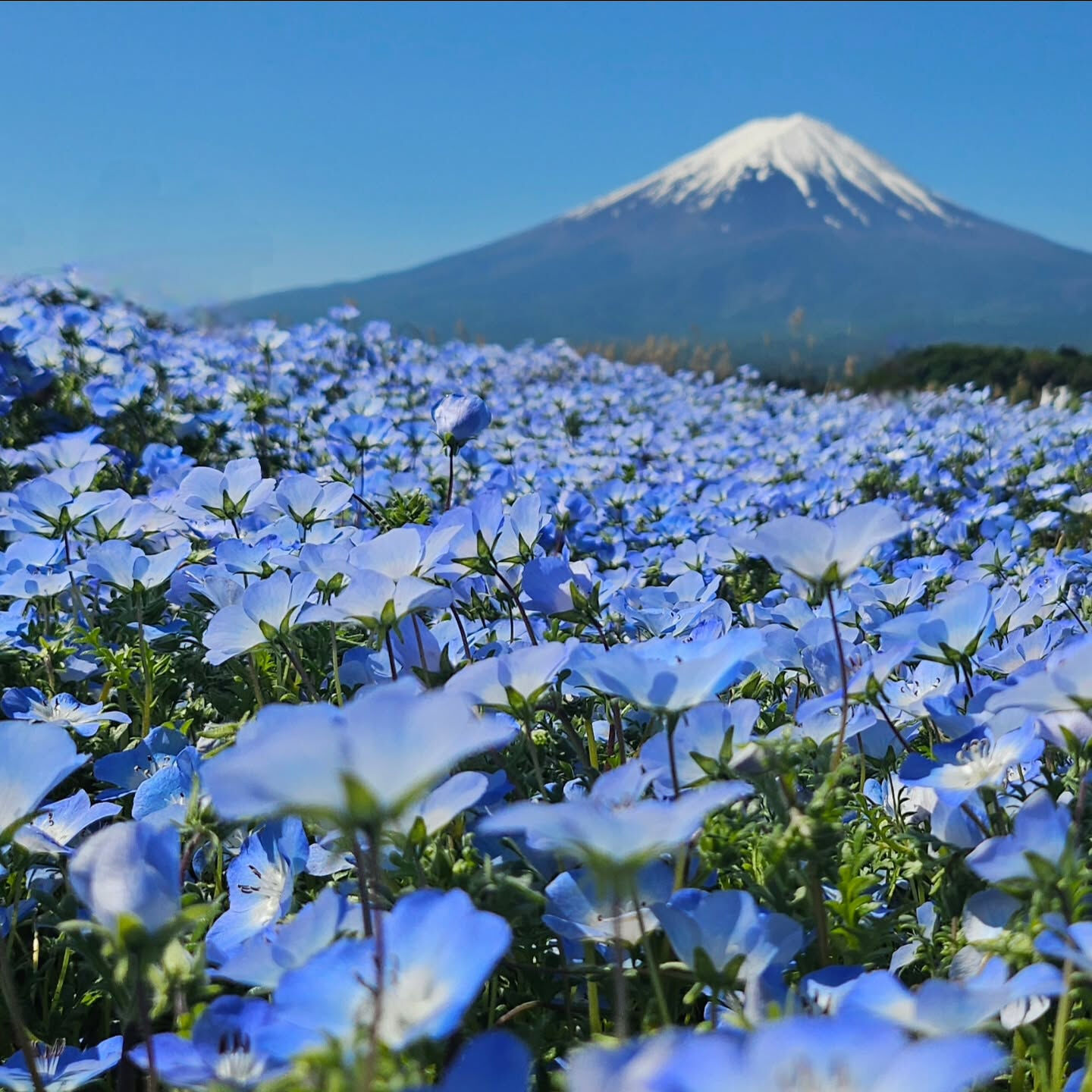 先日、もに🐶を連れて、朝イチで富士山の麓まで行ってきました🗻