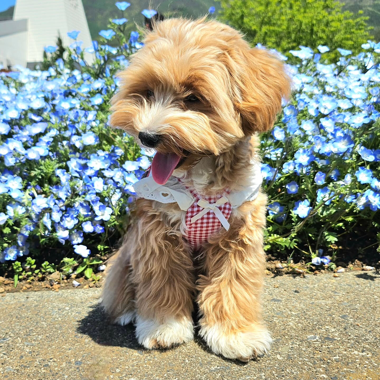 先日、もに🐶を連れて、朝イチで富士山の麓まで行ってきました🗻