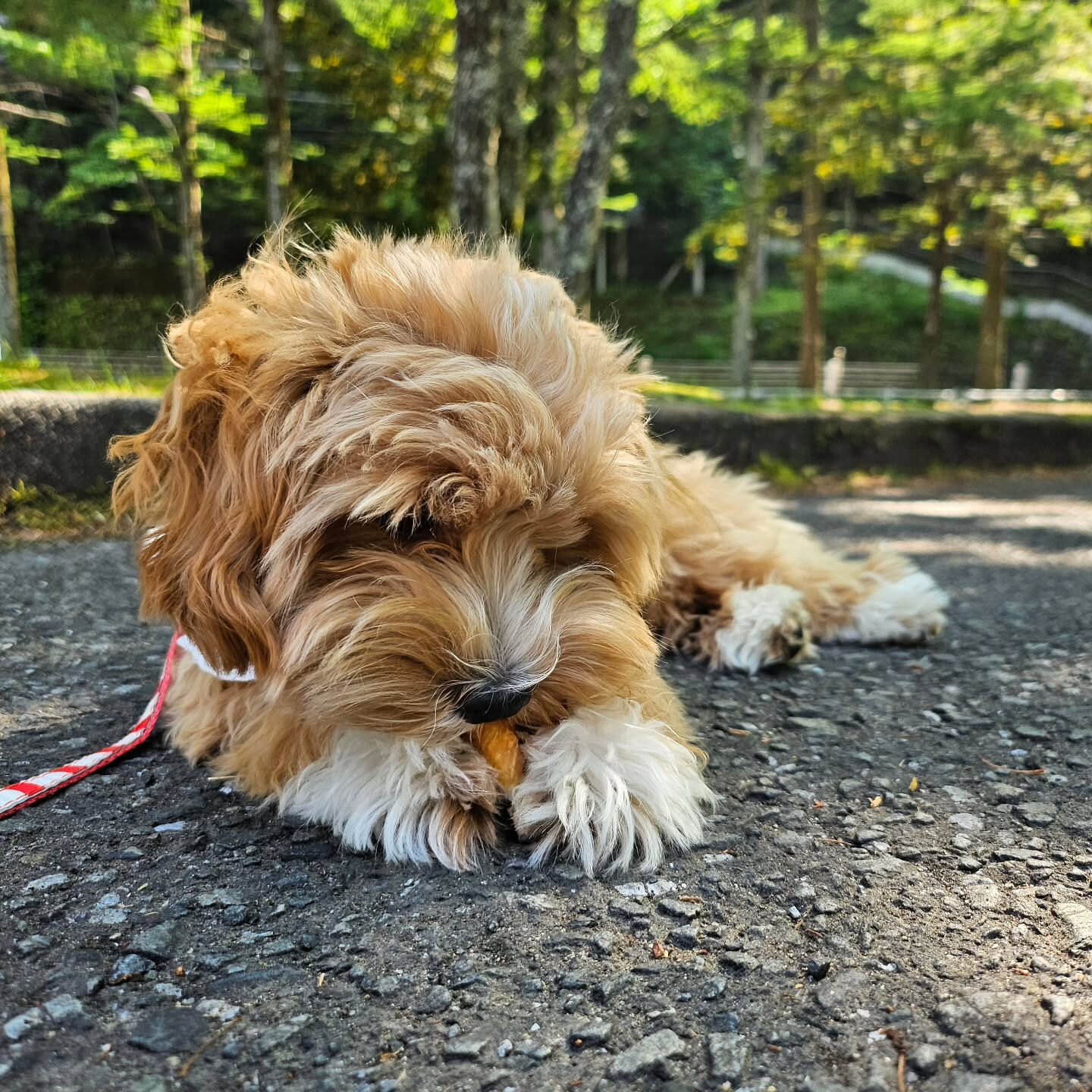 先日、もに🐶を連れて、朝イチで富士山の麓まで行ってきました🗻