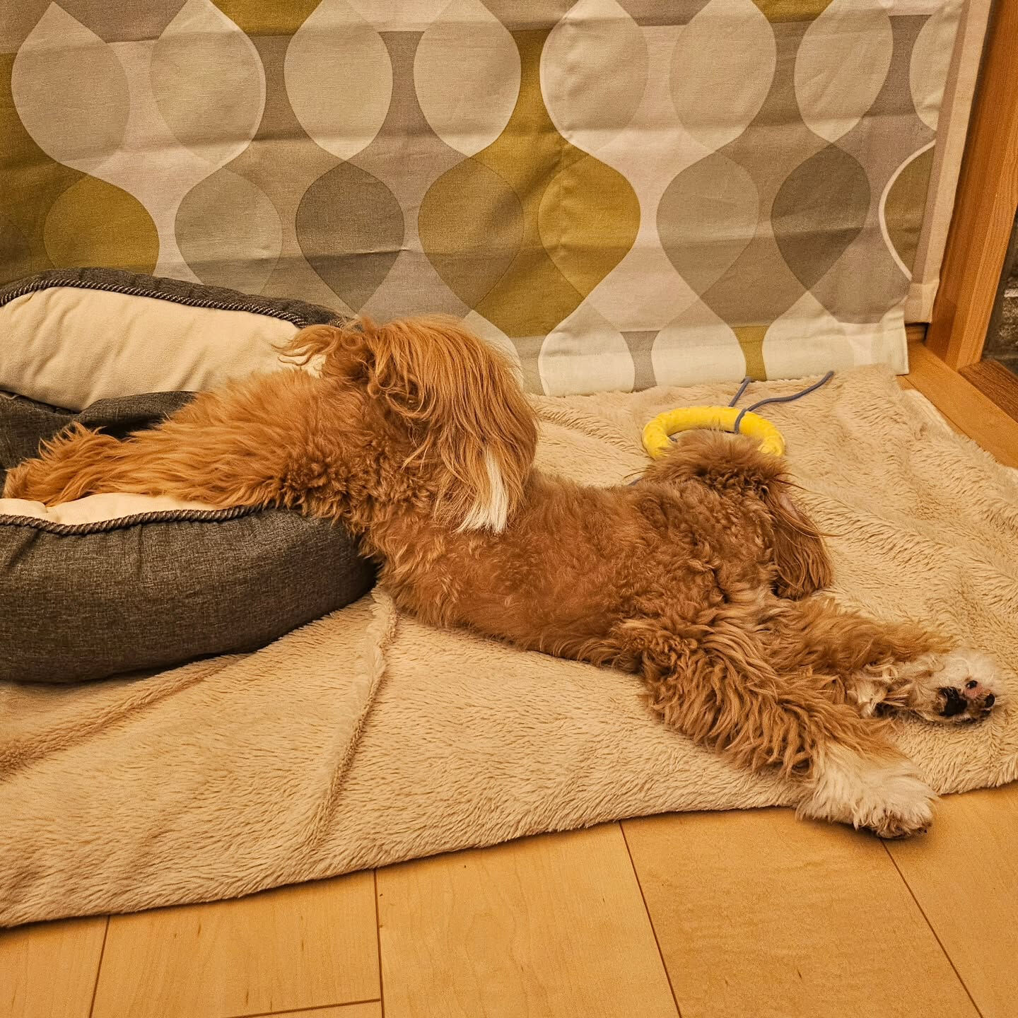 久しぶりに登場した我が家の癒し部長の「もに」です🐶 10ヶ月