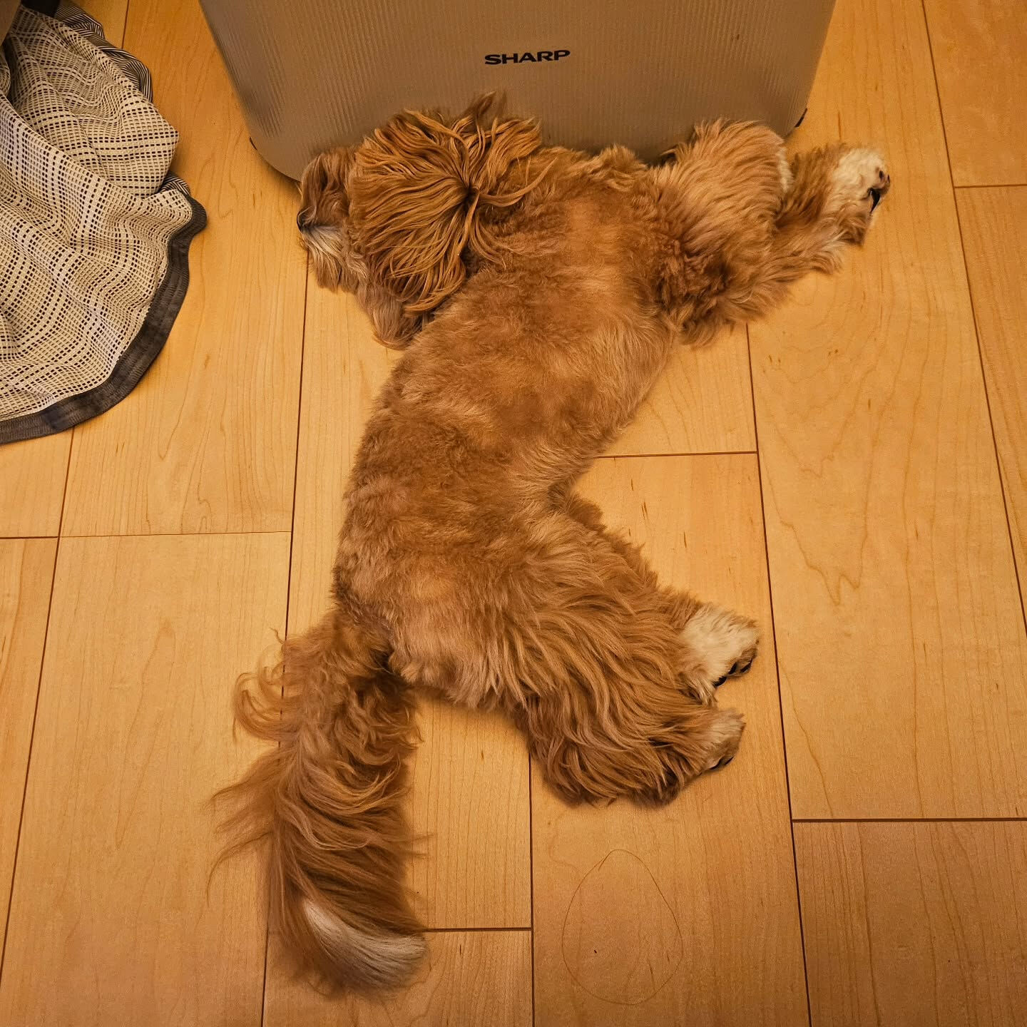 久しぶりに登場した我が家の癒し部長の「もに」です🐶 10ヶ月