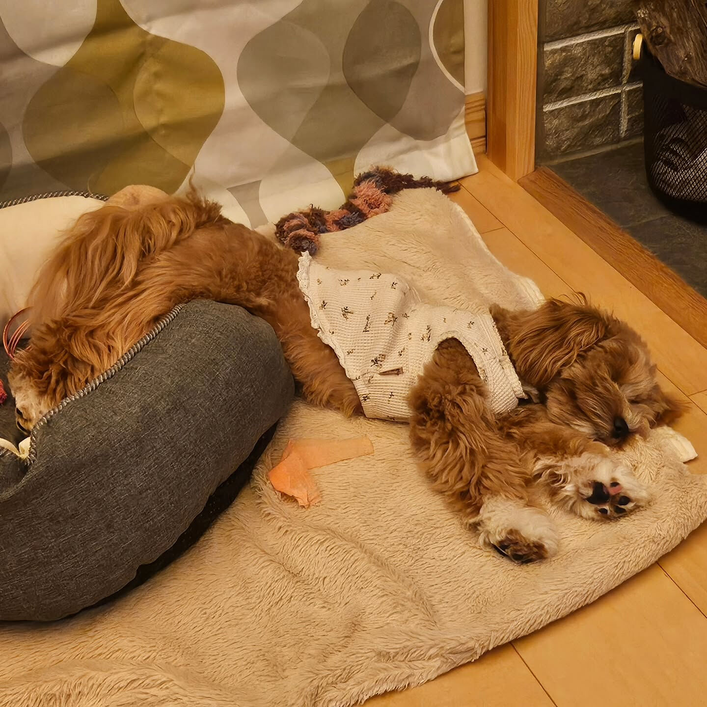 久しぶりに登場した我が家の癒し部長の「もに」です🐶 10ヶ月