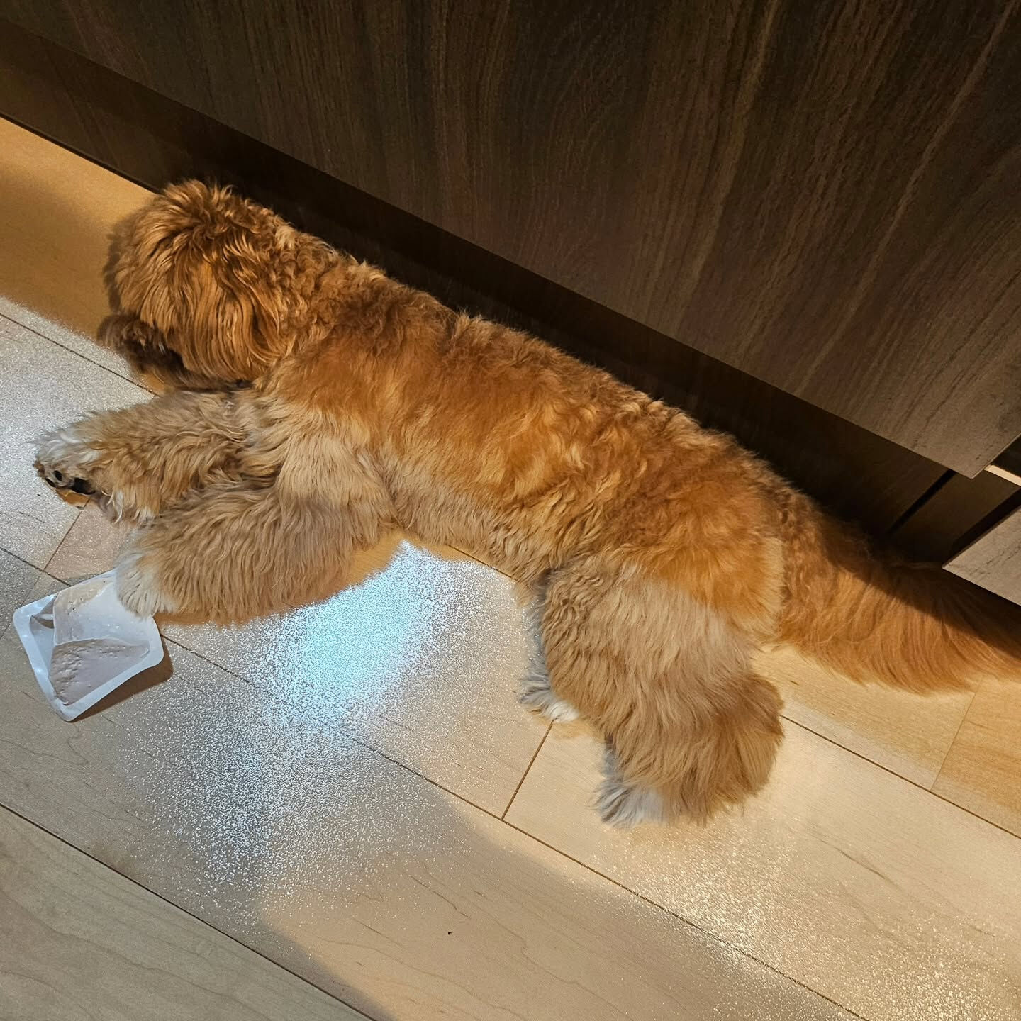 久しぶりに登場した我が家の癒し部長の「もに」です🐶 10ヶ月
