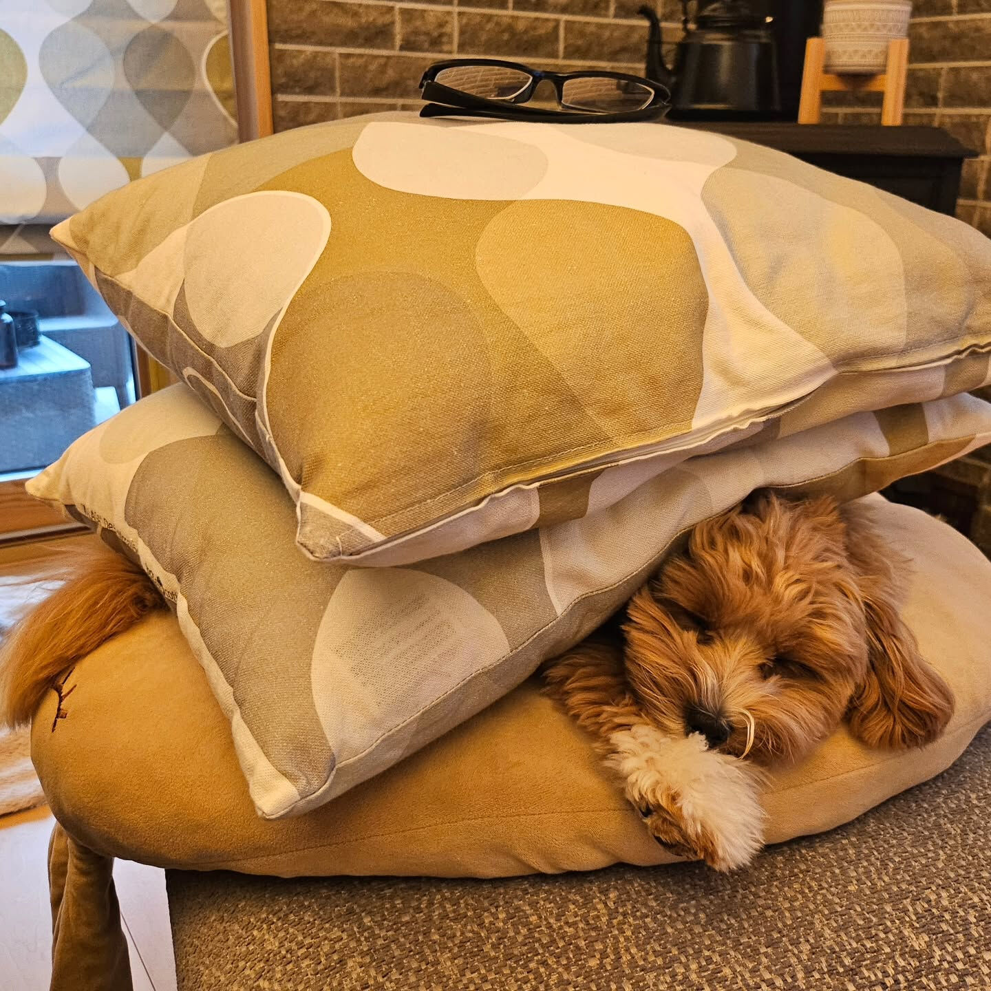 久しぶりに登場した我が家の癒し部長の「もに」です🐶 10ヶ月