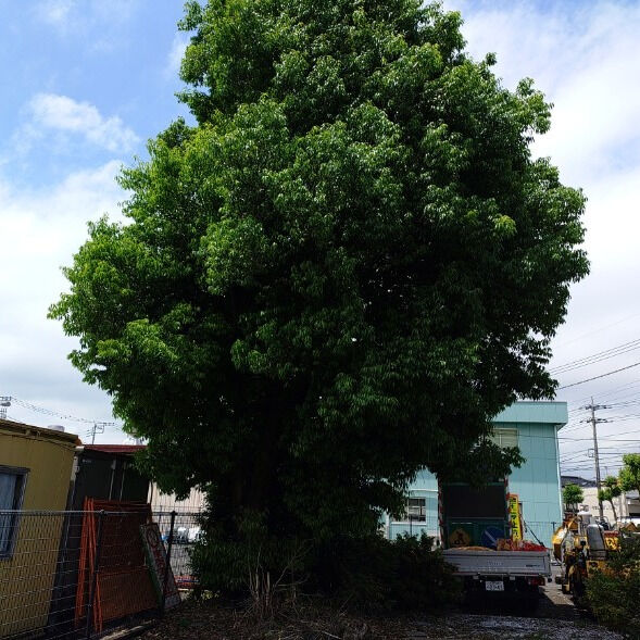 木が大きくなると…こんなことに！🌳