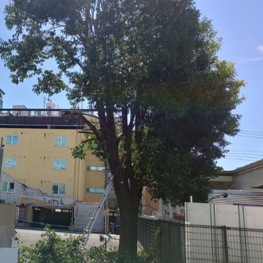 木が大きくなると…こんなことに！🌳