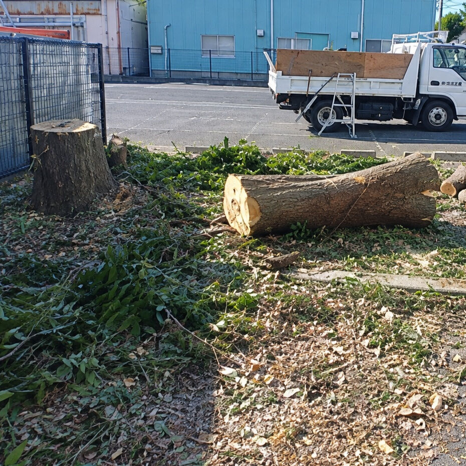 木が大きくなると…こんなことに！🌳